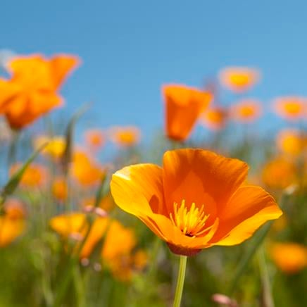 Actif naturel Eschscholzia